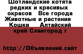 Шотландские котята редких и красивых  окрасов - Все города Животные и растения » Кошки   . Алтайский край,Славгород г.